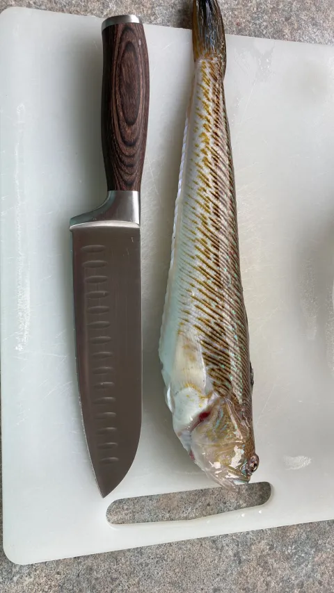 Petermännchen