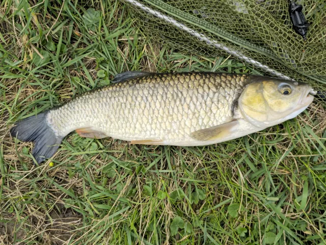 Döbel