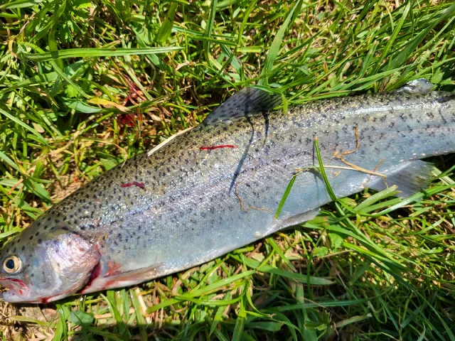 Regenbogenforelle