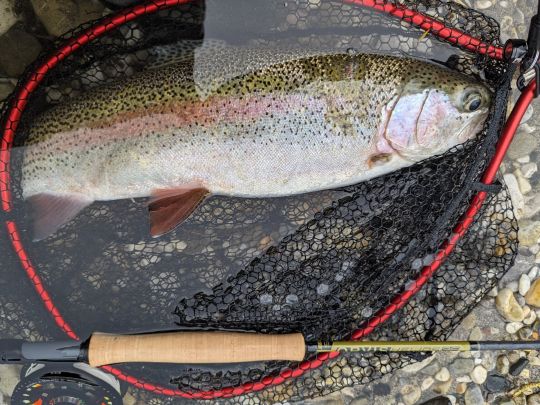 Regenbogenforelle