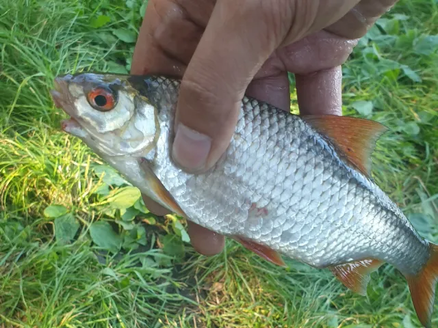 Rotauge