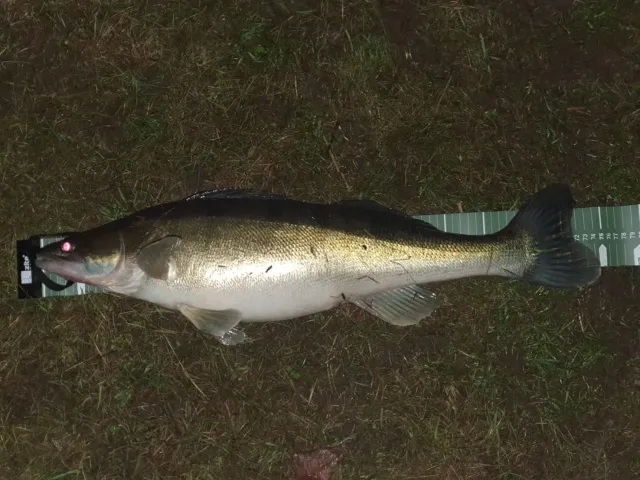 Zander