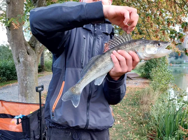 Zander