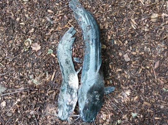 Afrikanischer Raubwels