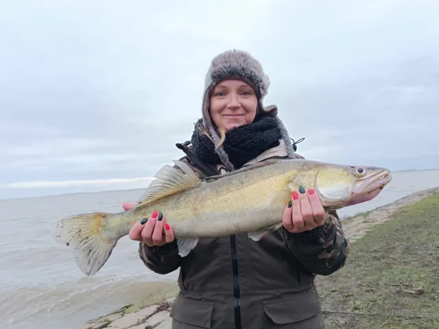 Zander