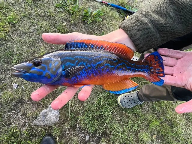 Lippfisch