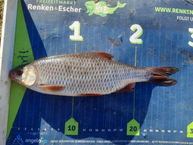 Rotauge
