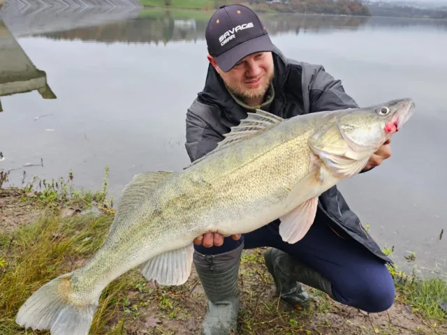 Zander