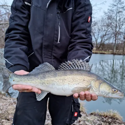 Zander