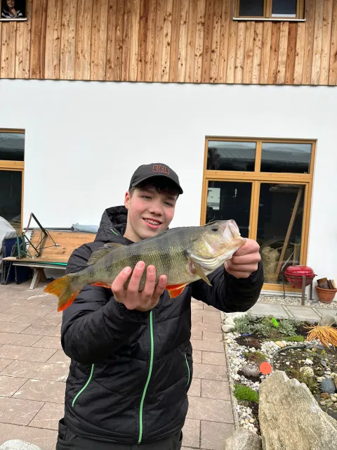 Flussbarsch