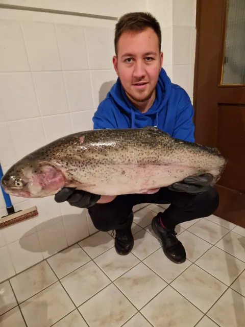Regenbogenforelle
