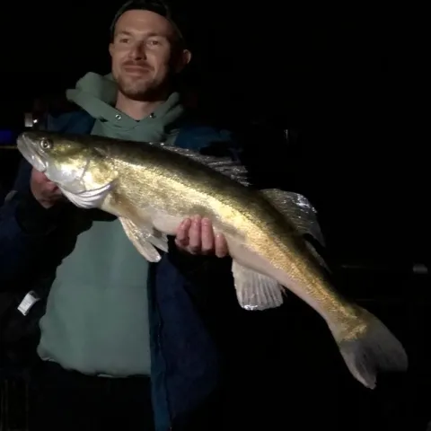 Zander