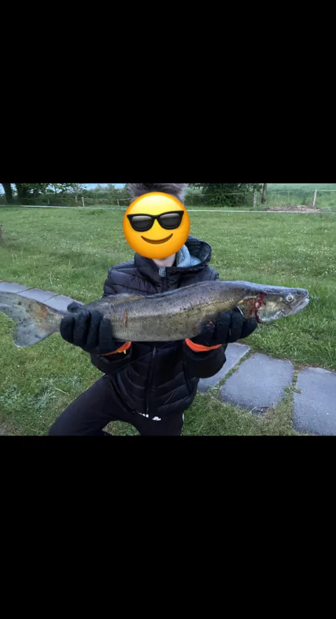 Zander