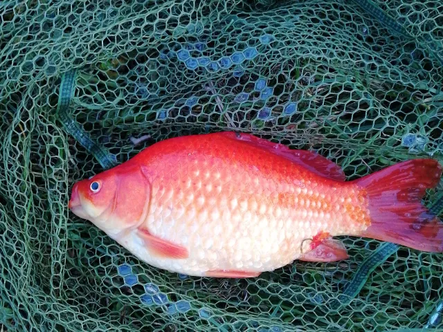 Goldfisch