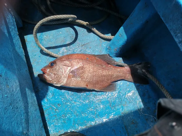 Amberjack