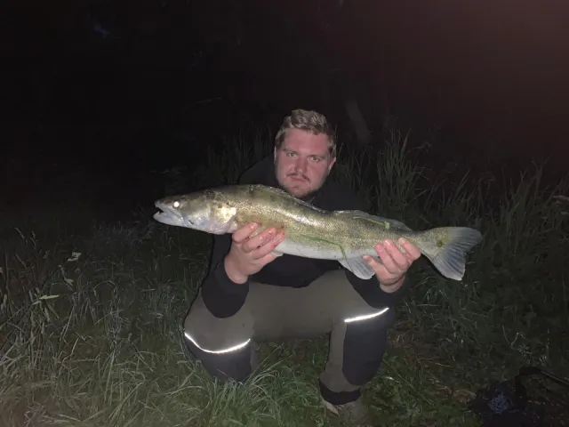 Zander