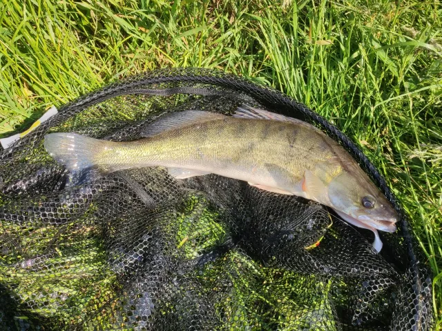 Zander