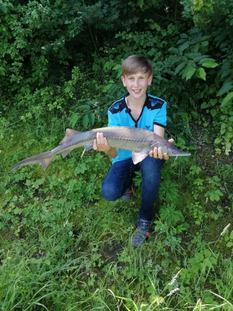Stör