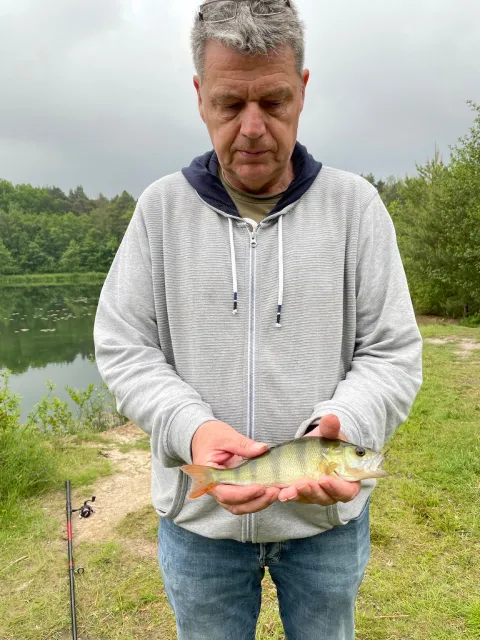 Flussbarsch