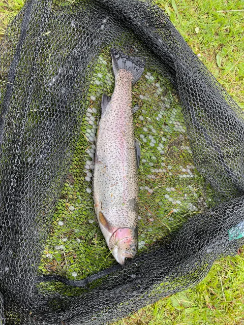Regenbogenforelle