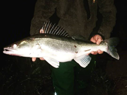 Zander