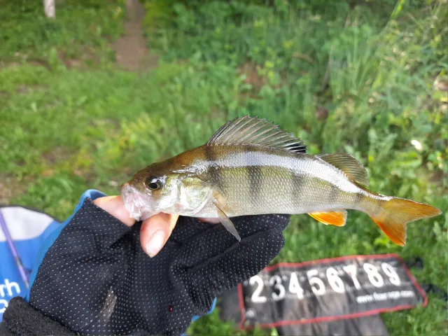 Flussbarsch