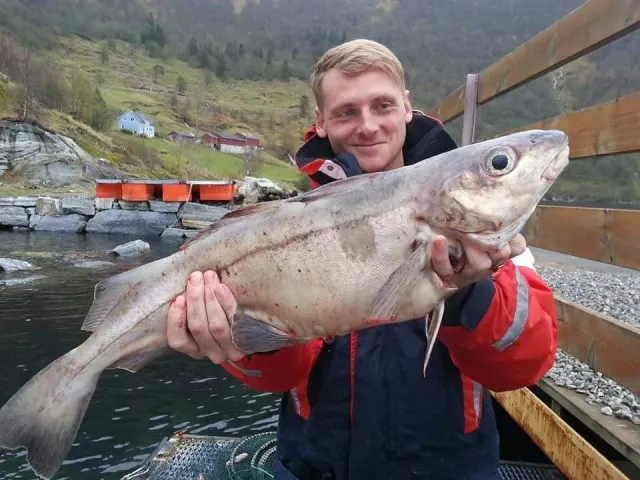 Schellfisch