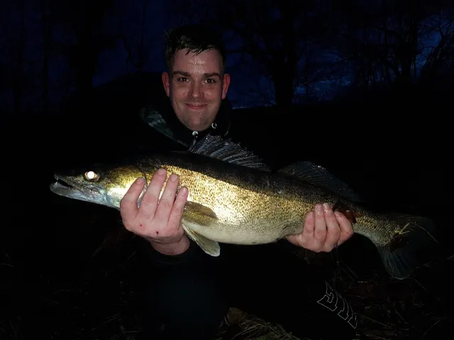 Zander