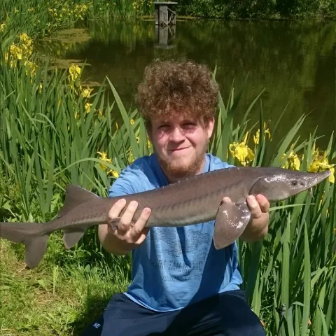 Stör