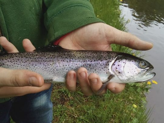 Regenbogenforelle