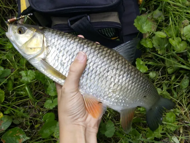 Döbel