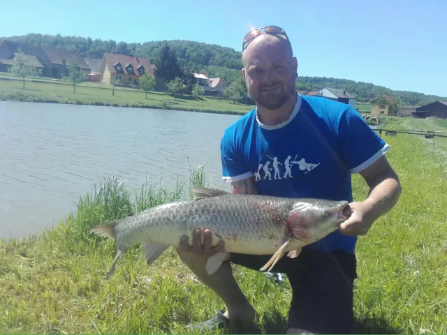 Graskarpfen