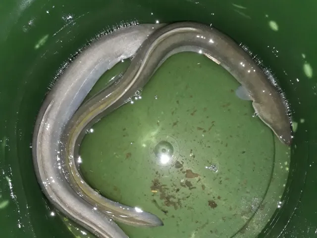 Aal