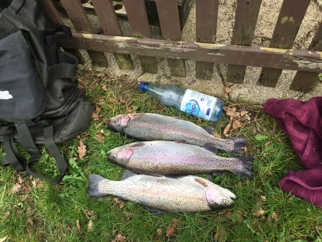 Regenbogenforelle