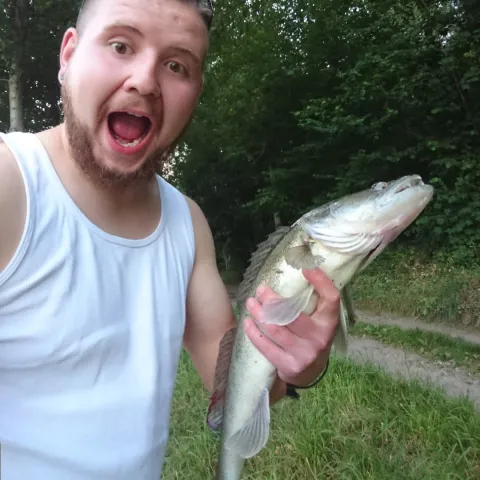 Zander