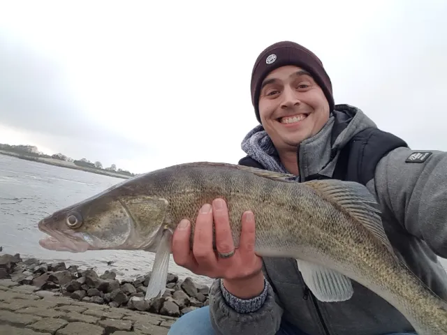 Zander
