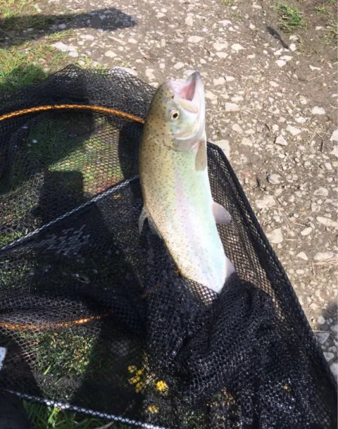 Regenbogenforelle