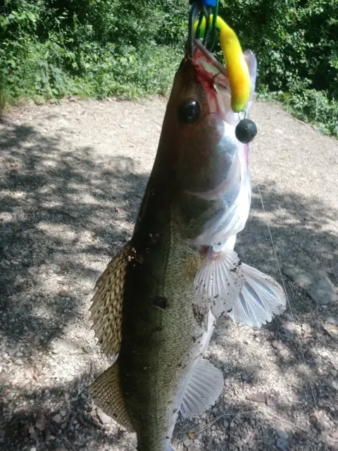 Zander
