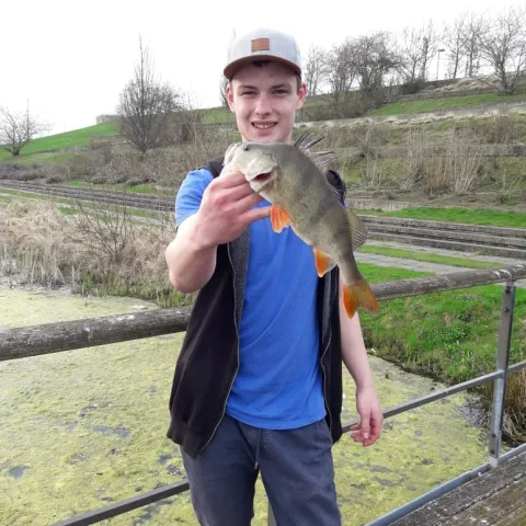 Flussbarsch