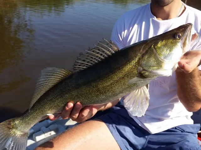 Zander