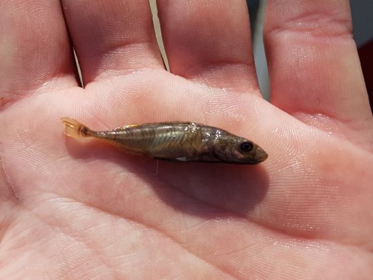 Neunstachliger Stichling