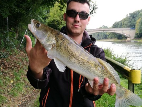 Zander