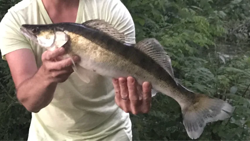 Zander