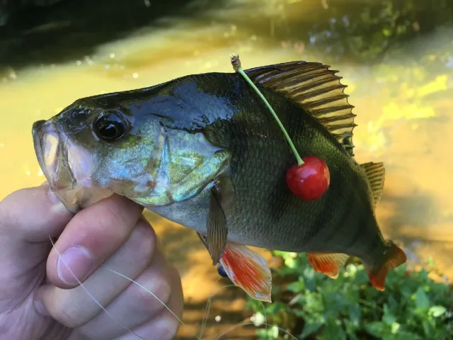 Flussbarsch