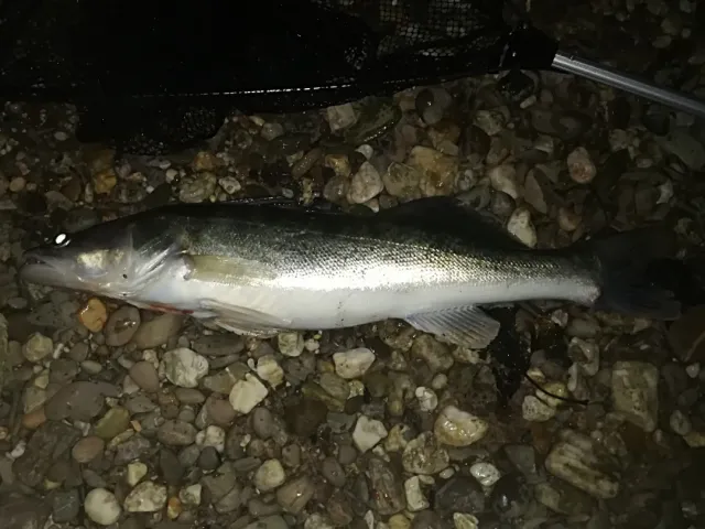 Zander