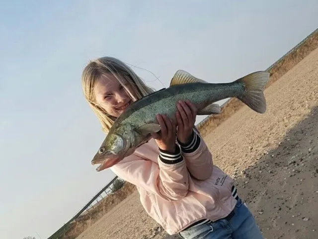 Zander
