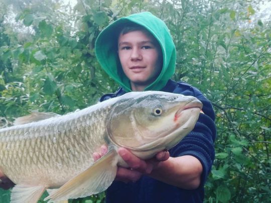 Graskarpfen