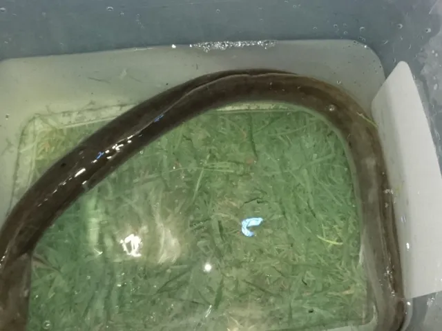 Aal
