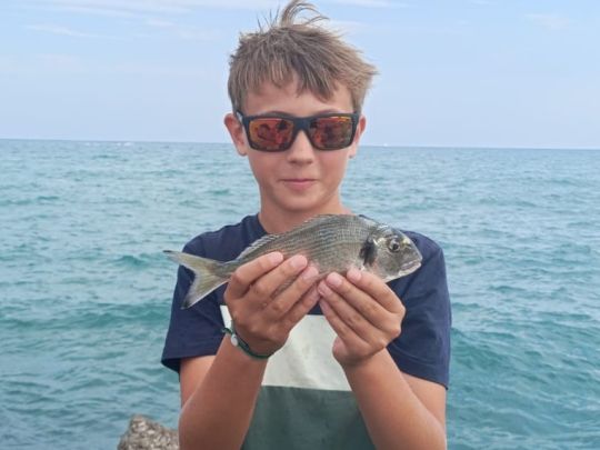 Dorade