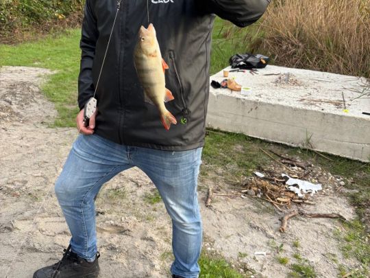 Flussbarsch